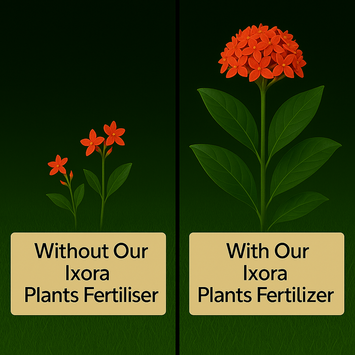 Ixora Plant Fertilizer