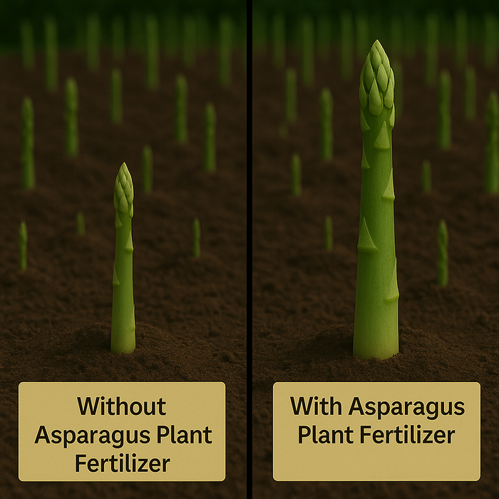 Asparagus Plant Fertilizer