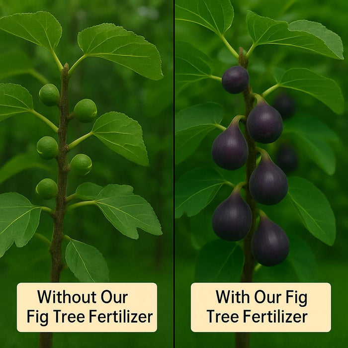Fig Tree Fertilizer