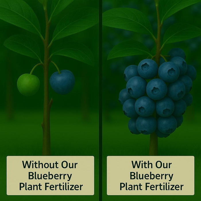 Blueberry Plant Fertilizer