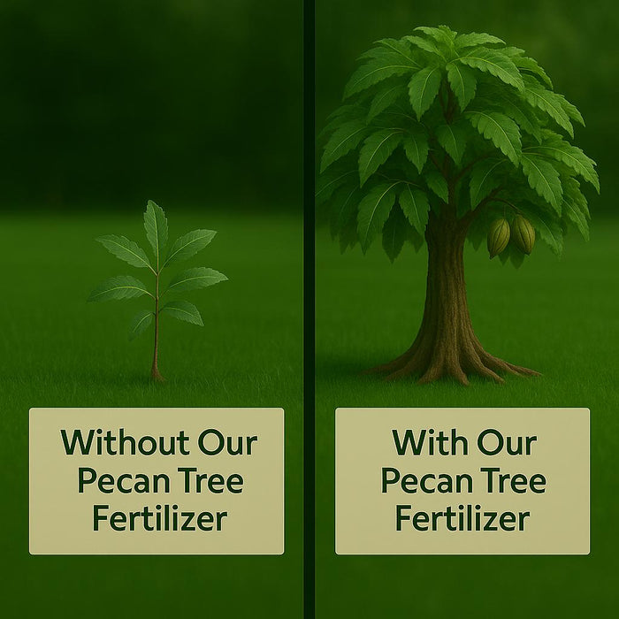 Pecan Tree Fertilizer